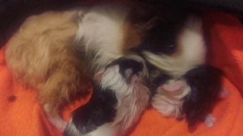 IEM设备质量堪忧 网友:比怀胎的压力还大