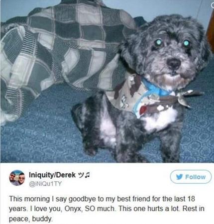 泰坦殒落2人文精神 玩家爱犬去世游戏重生