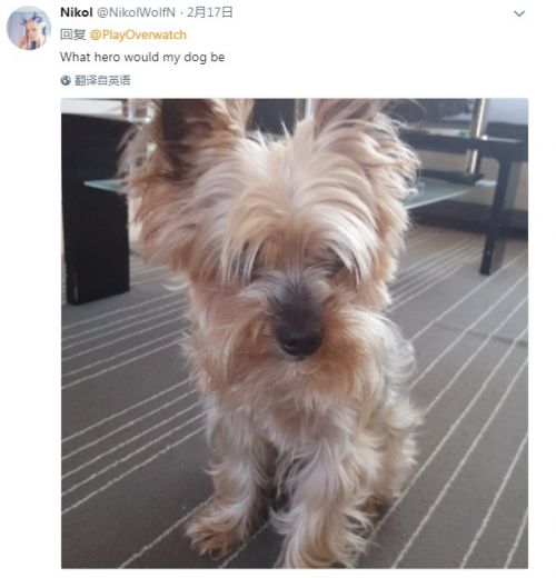 《守望先锋》将举办萌狗节目 网友晒狗支持