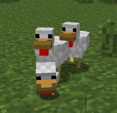 我的世界野外的小鸡攻略 你应该知道的事情