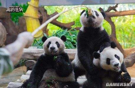 为熊猫造新家 我的世界创想设计大赛即将收官